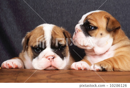 bulldog bulldog 10286126