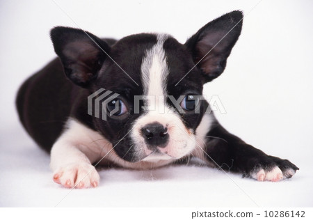 波士頓梗 10286142