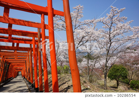 鳥居和櫻花 10286554