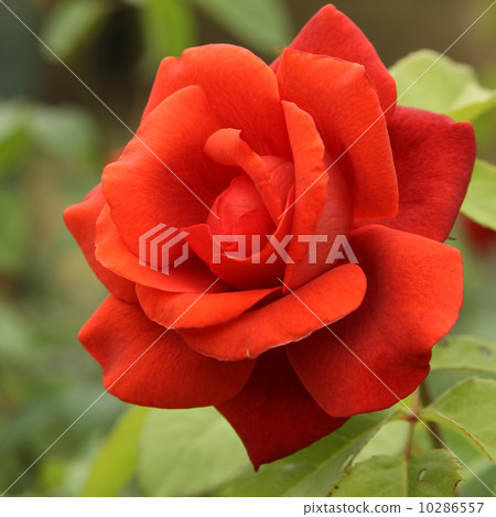 terracotta 10286557