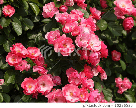 安吉拉 安吉拉 10286583