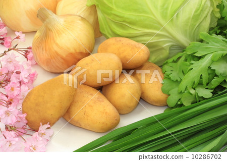 春天菜和櫻花白色背景 10286702