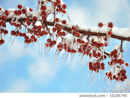 branch with  red berries after ice storm 10286740
