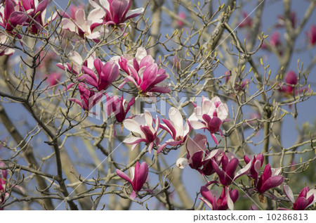 Magnolia 10286813