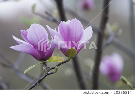 Magnolia 10286814
