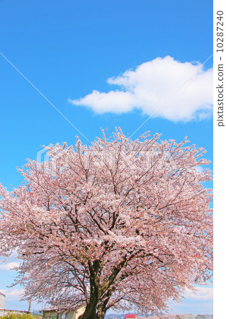 櫻花,藍天自然,天空,盛開,花,桃色,藍天,春天,陽光,植物,花瓣,觀賞櫻花,景觀,戶外,季節,日本,副本空間,陽光,溫暖,事件,溫柔,開花,背景,背景材料,春天 櫻花,藍天自然,天空,盛開,花,桃色,藍天,春天,陽光,植物,花瓣,觀賞櫻花,景觀,戶外,季節,日本,副本空間,陽光,溫暖,事件,溫柔,開花,背景,背景材料,春天 10287240