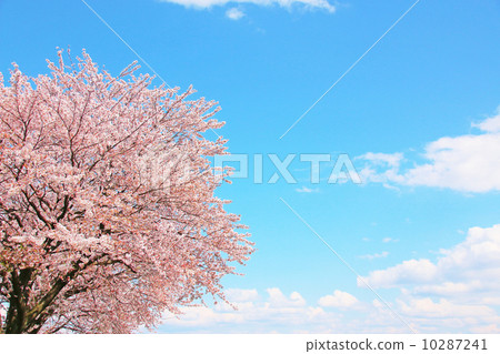櫻花,藍天自然,天空,盛開,花,桃色,藍天,春天,陽光,植物,花瓣,觀賞櫻花,景觀,戶外,季節,日本,副本空間,陽光,溫暖,事件,溫柔,開花,背景,背景材料,春天 櫻花,藍天自然,天空,盛開,花,桃色,藍天,春天,陽光,植物,花瓣,觀賞櫻花,景觀,戶外,季節,日本,副本空間,陽光,溫暖,事件,溫柔,開花,背景,背景材料,春天 10287241