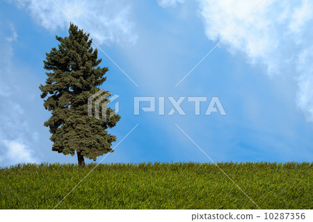Summer Landscape Summer Landscape 10287356