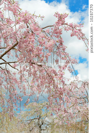 Ogunohara 公園的垂枝櫻花 10287370