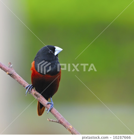 Chestnut Munia 10287666