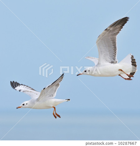 Brown-headed Gull 10287667