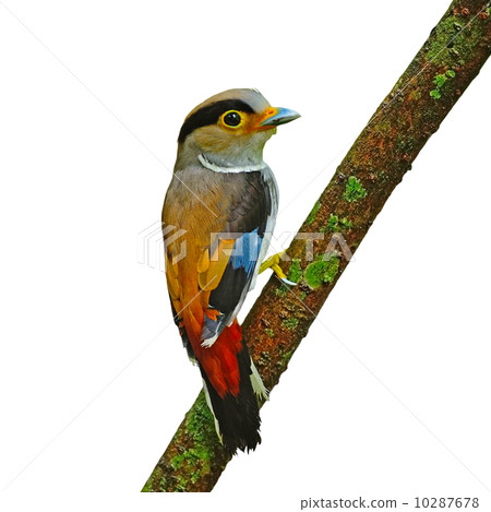 female Silver-breasted Broadbill 10287678