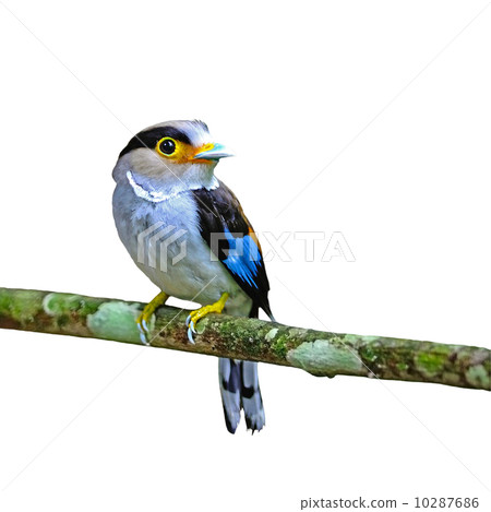 female Silver-breasted Broadbill 10287686