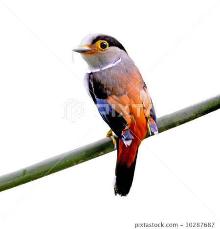 female Silver-breasted Broadbill 10287687