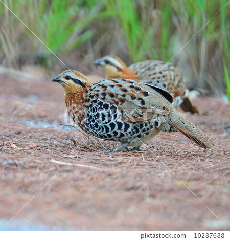 female Mountain Bamboo Partridge 10287688