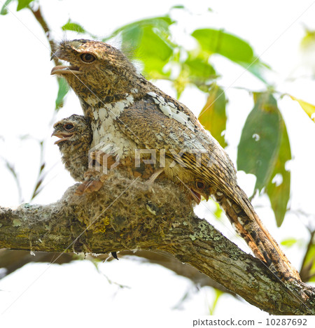 Hodgson Frogmouth 10287692