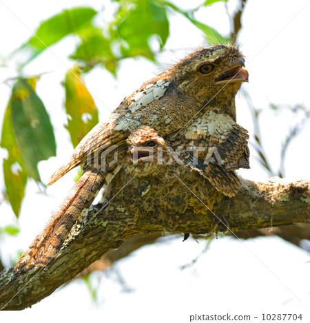 Hodgson Frogmouth Hodgson Frogmouth 10287704