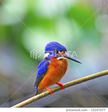male Blue-eared Kingfisher 10287877