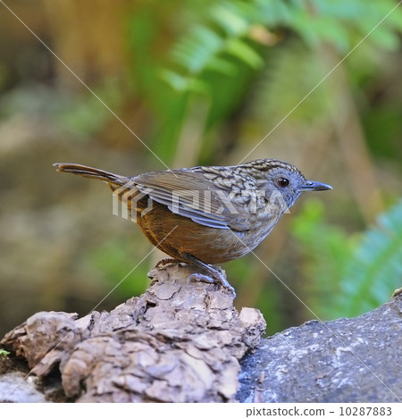 Streaked Wren Babbler 10287883