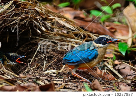 juvenile Blue-winged Pitta 10287887