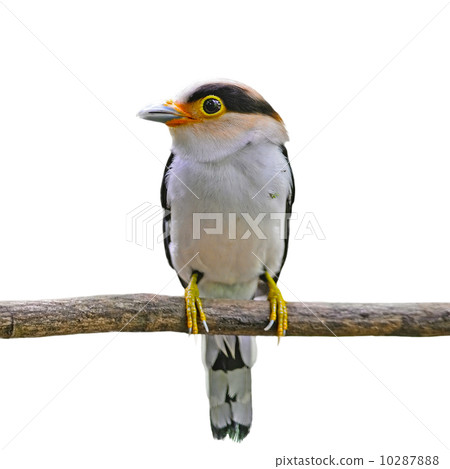 Silver-breasted Broadbill 10287888