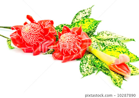 Torch Ginger 10287890