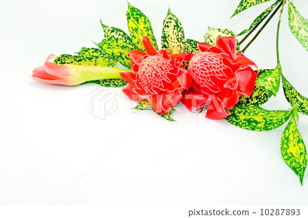 Torch Ginger 10287893