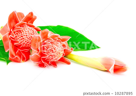 Torch Ginger 10287895