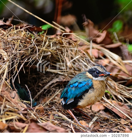 juvenile Blue-winged Pitta juvenile Blue-winged Pitta 10287898