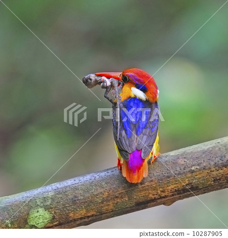 male Black-backed Kingfisher 10287905