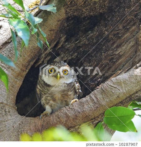 Spotted Owlet 10287907