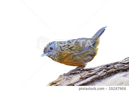 Streaked Wren Babbler Streaked Wren Babbler 10287908