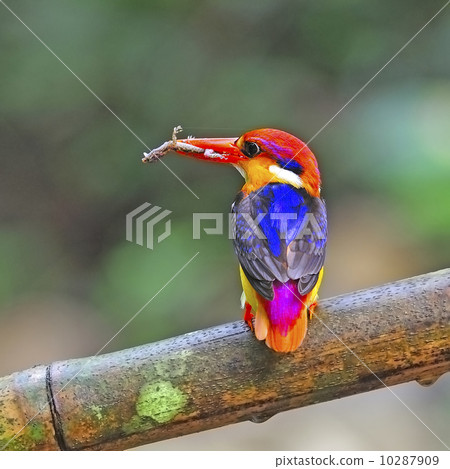 male Black-backed Kingfisher 10287909