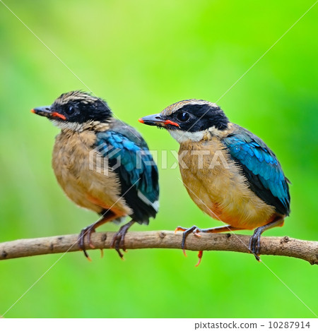 juvenile Blue-winged Pitta juvenile Blue-winged Pitta 10287914
