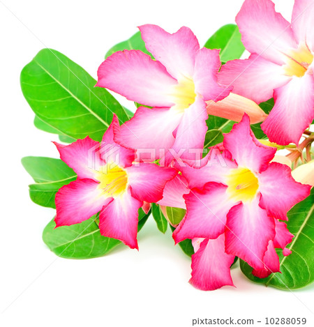 Impala Lily 10288059