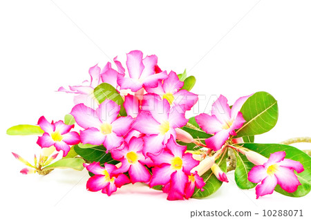 Impala Lily 10288071