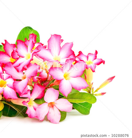 Impala Lily 10288076