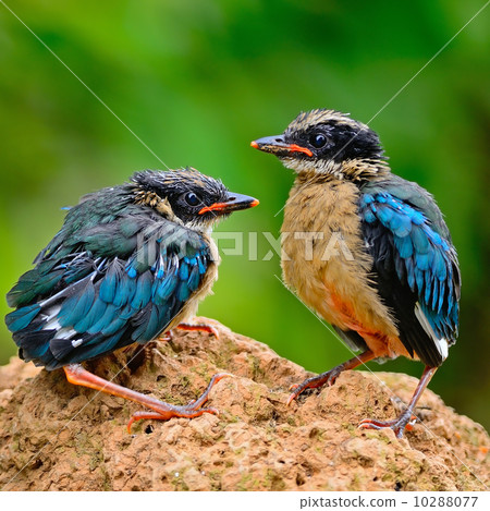 juvenile Blue-winged Pitta 10288077