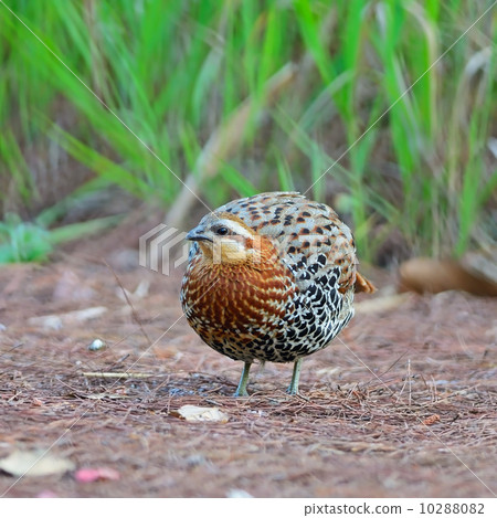 male Mountain Bamboo Partridge male Mountain Bamboo Partridge 10288082