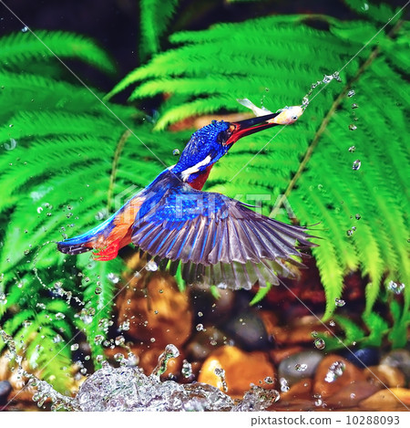 Blue-eared Kingfisher 10288093