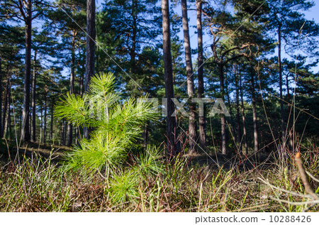 New pine tree plant 10288426