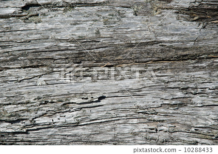Old weathered pine tree surface Old weathered pine tree surface 10288433