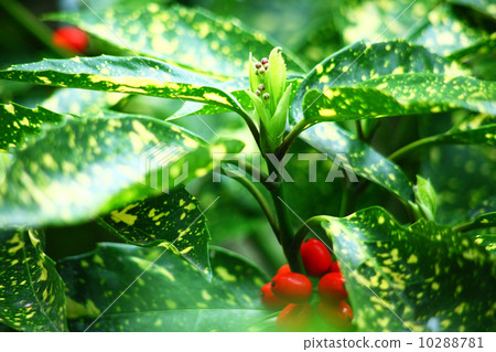 紅色天鵝絨和紅色果子的芽 10288781