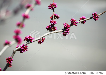 Buds of Hanazu Ow Buds of Hanazu Ow 10288787