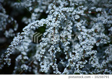 Yukiyanagi blooms 10288791