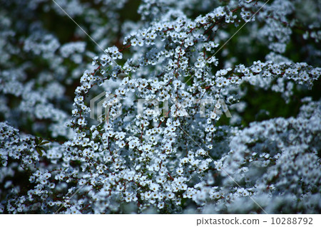 Yukiyanagi blooms Yukiyanagi blooms 10288792