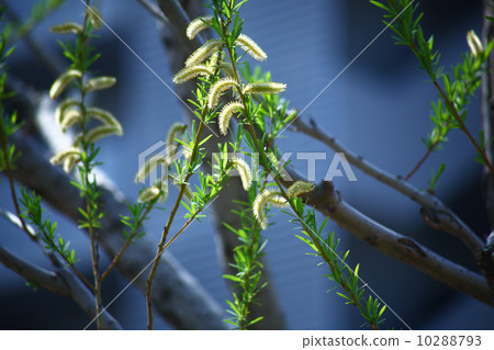 Flower and fresh green of Kawagaya 10288793