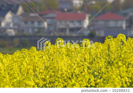 Residential area and rape field Residential area and rape field 10288831