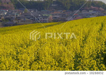 Residential area and rape field Residential area and rape field 10288832