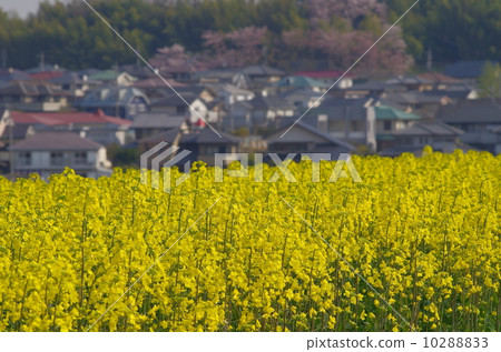 Residential area and rape field Residential area and rape field 10288833
